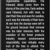 Pine Mountain Fatwood Firestarting Sticks Natural Wood-3